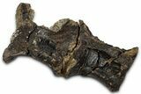 Articulated Fossil Theropod Dinosaur Dorsal Vertebrae - Wyoming #354022-1